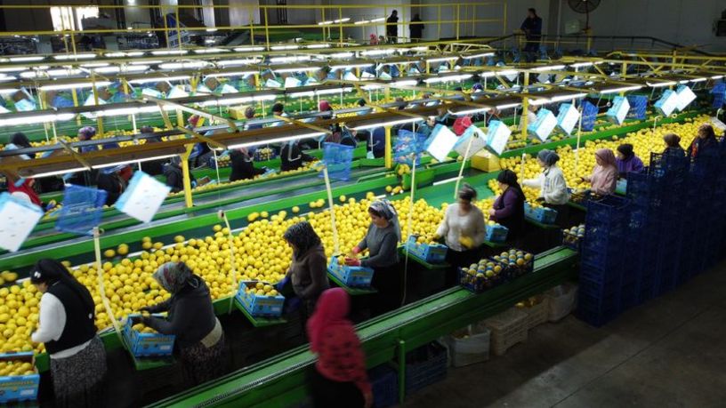 Limon ihracatı durduruldu