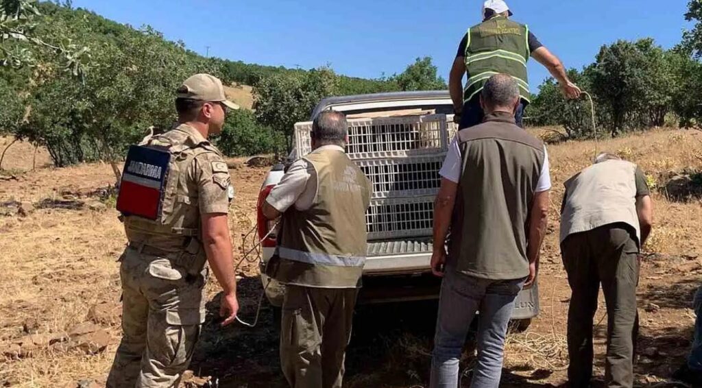 Elazığ’da doğaya keklik salımı gerçekleşti.