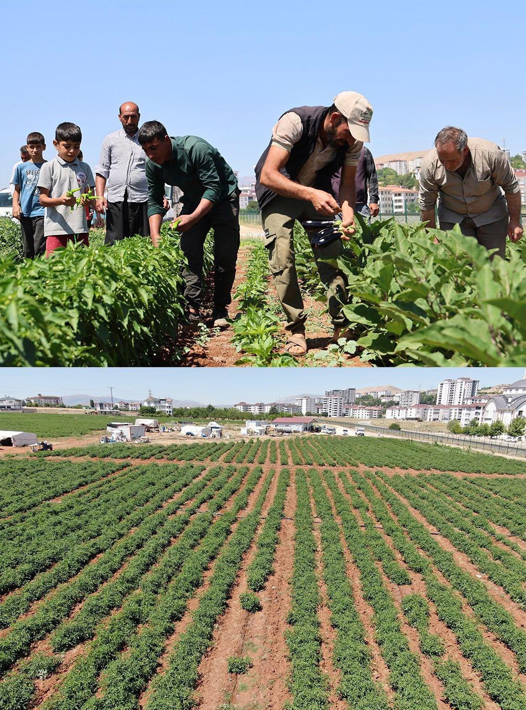 Elazığ’da üretici Mehmet Salih Kıran, vatandaşların organik ve ucuz sebze