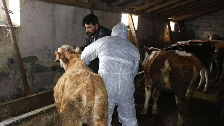 Elazığ’da Şap Alarmı!