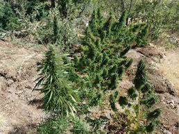 45.9 gram kubar esrar ele geçirilirdi.