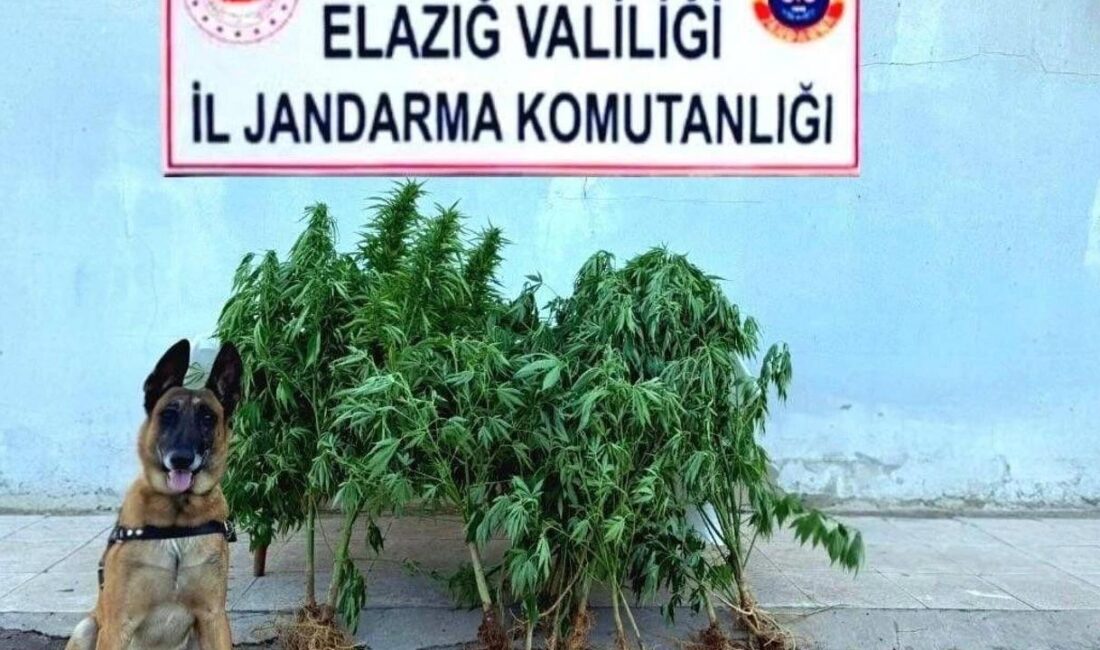Elazığ’ın Palu ilçesi Beyhan beldesinde jandarma ekiplerince düzenlenen operasyonda tapulu