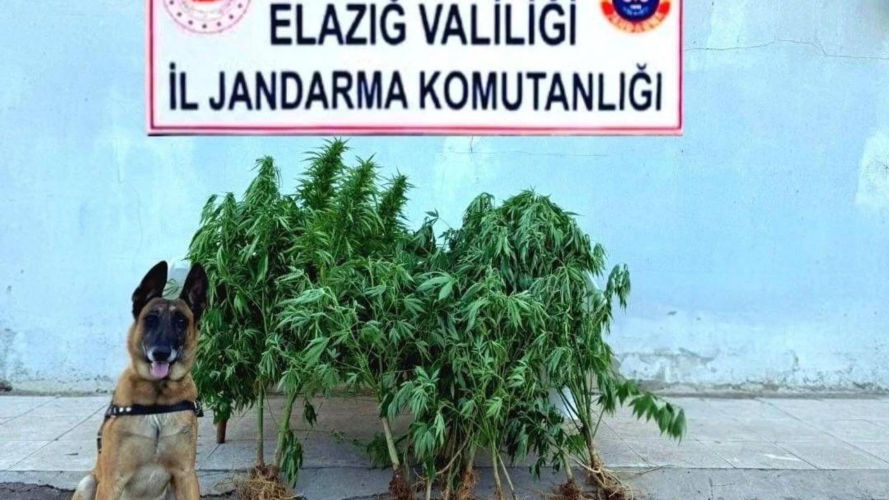 Elazığ’ın Palu ilçesi Beyhan beldesinde jandarma ekiplerince düzenlenen operasyonda tapulu