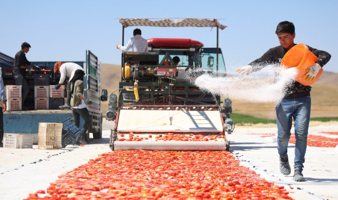 Elazığ’da 2 bin dönümde 600 işçinin emeği ile toplanıp kurutulan