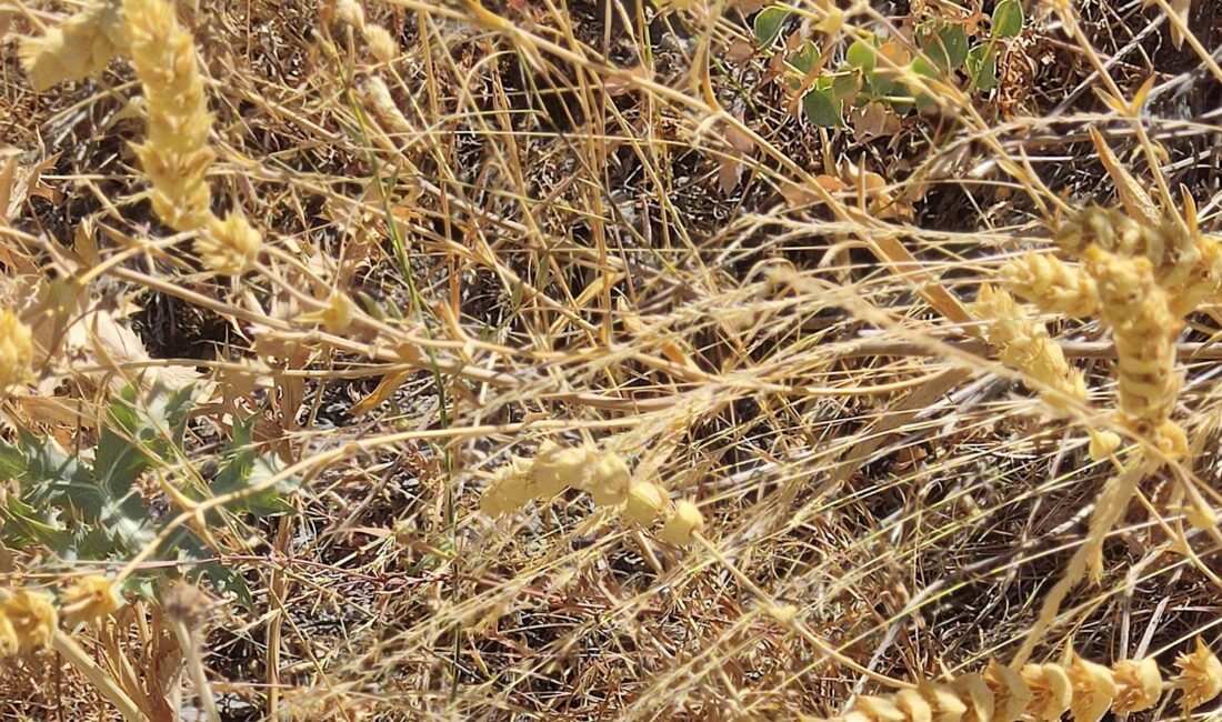 Elazığ Doğa Koruma ve Milli Parklar Müdürlüğü tarafından maden çayı