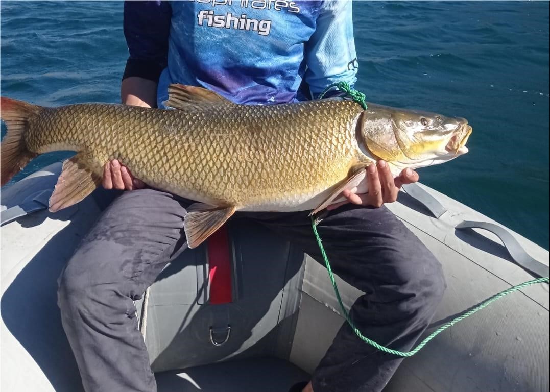 Elazığ’ın Karakaya Baraj Gölü’nde avlanan amatör balıkçının oltasına 1 metre
